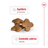 SHN MINI MATURE +8 - CROQUETA.png